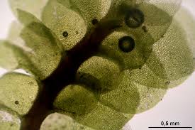 Attēlu rezultāti vaicājumam “Scapania undulata”