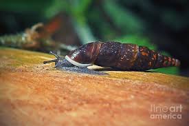 Attēlu rezultāti vaicājumam “Clausiliidae”