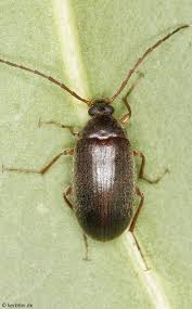 Attēlu rezultāti vaicājumam “Alleculidae”