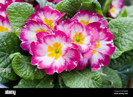 Attēlu rezultāti vaicājumam “Primula x polyantha”