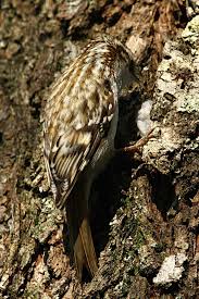 Attēlu rezultāti vaicājumam “Certhia familiaris adult”