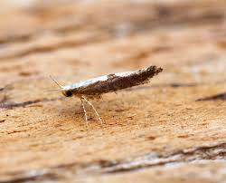 Attēlu rezultāti vaicājumam “Argyresthia semifusca”