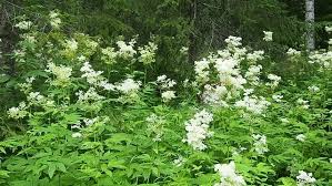 Attēlu rezultāti vaicājumam “Filipendula vulgaris leaf”