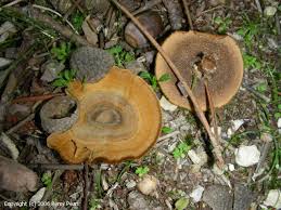 Attēlu rezultāti vaicājumam “Coltricia perennis”