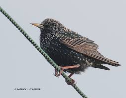 Attēlu rezultāti vaicājumam “Sturnus vulgaris male”