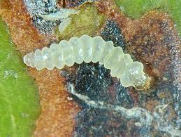 Attēlu rezultāti vaicājumam “Gracillaria syringella larva”