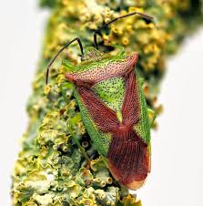 Attēlu rezultāti vaicājumam “Acanthosoma haemorrhoidale”