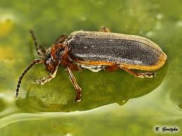 Attēlu rezultāti vaicājumam “Galerucella nymphaeae”