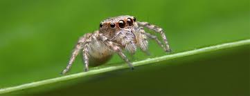 Image result for spider
