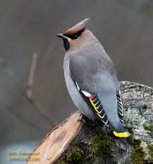 Attēlu rezultāti vaicājumam “Bombycilla garrulus adult”