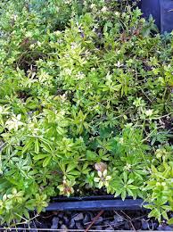 Attēlu rezultāti vaicājumam “Galium schultesii flower”