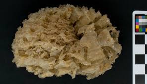 Image result for Triplofusus giganteus