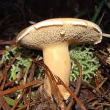 Attēlu rezultāti vaicājumam “Suillus bovinus”