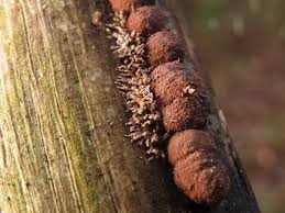 Attēlu rezultāti vaicājumam “Hypoxylon fuscum”