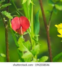 Image result for Lotus tetragonolobus