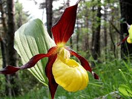 Attēlu rezultāti vaicājumam “Cypripedium calceolus flower”