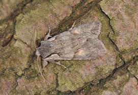 Attēlu rezultāti vaicājumam “Lithophane furcifera”