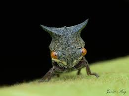 Attēlu rezultāti vaicājumam “Membracidae”