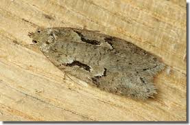 Attēlu rezultāti vaicājumam “Semioscopis steinkellneriana”