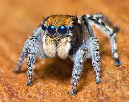 Attēlu rezultāti vaicājumam “Salticidae”