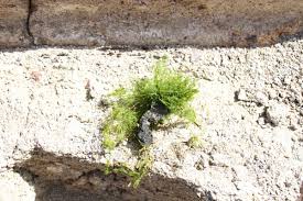 Attēlu rezultāti vaicājumam “Chara globularis”