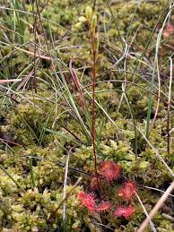 Attēlu rezultāti vaicājumam “Drosera rotundifolia flower”