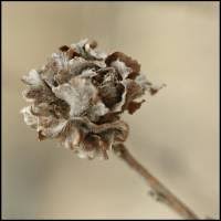 Attēlu rezultāti vaicājumam “Rhabdophaga rosaria”