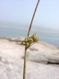 Attēlu rezultāti vaicājumam “Juncus filiformis”
