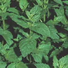 Attēlu rezultāti vaicājumam “Mentha spicata”