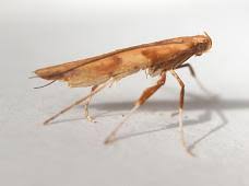 Attēlu rezultāti vaicājumam “Caloptilia hemidactylella”