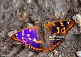 Attēlu rezultāti vaicājumam “Apatura ilia”