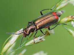 Attēlu rezultāti vaicājumam “Malachidae”
