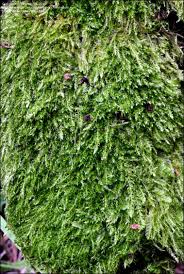 Attēlu rezultāti vaicājumam “Hypnum cupressiforme”
