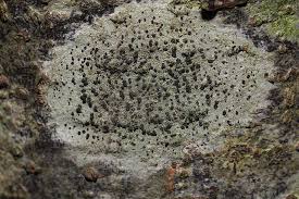 Attēlu rezultāti vaicājumam “Lecidella elaeochroma”