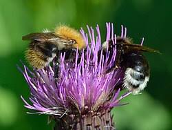 Attēlu rezultāti vaicājumam “Cirsium heterophyllum flower”