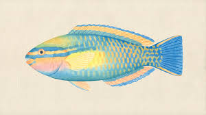 Image result for Scarus taeniopterus