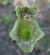 Image result for Sinningia