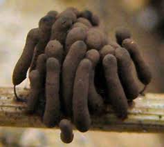 Attēlu rezultāti vaicājumam “Stemonitis foliicola”