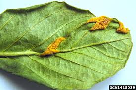 Attēlu rezultāti vaicājumam “Puccinia coronata”