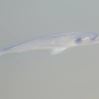 Image result for Chelon ramada