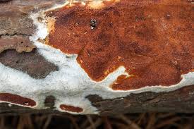 Attēlu rezultāti vaicājumam “Gloeoporus taxicola”