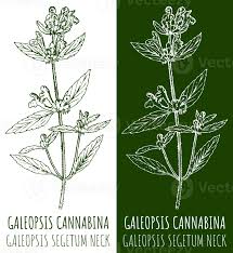 Image result for Galeopsis segetum