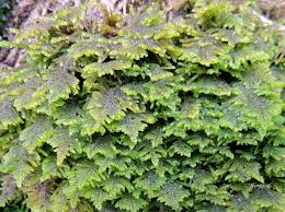 Attēlu rezultāti vaicājumam “Palustriella falcata”