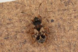 Attēlu rezultāti vaicājumam “Scolopostethus thomsoni”