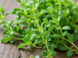 Attēlu rezultāti vaicājumam “Thymus serpyllum leaf”