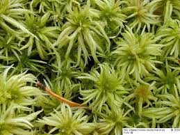 Attēlu rezultāti vaicājumam “Sphagnum riparium”