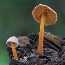 Attēlu rezultāti vaicājumam “Cribraria rubiginosa stalked”