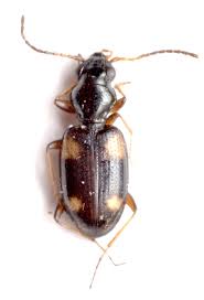 Attēlu rezultāti vaicājumam “Bembidion quadrimaculatum”