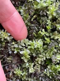 Attēlu rezultāti vaicājumam “Rhizomnium punctatum sporophyte”