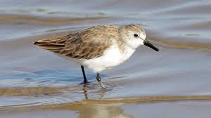 Image result for Calidris pusilla